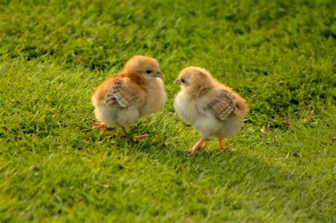 Two Chicks By Michael Pearce On 500px Pintinhos