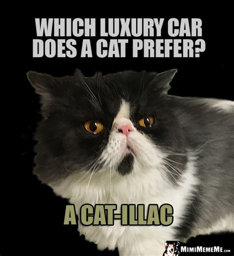 Cat Car Jokes Auto Kitty Riddles Funny Driving Cat Memes Mew Ving