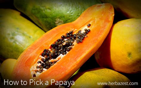 How To Pick A Papaya Herbazest