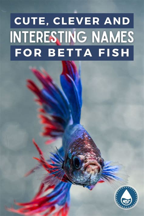 Betta Fish Names Over 1000 Cute Clever And Humorous Options In 2021