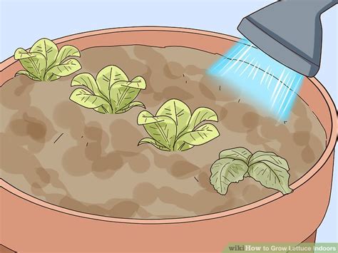 How To Grow Lettuce Indoors 15 Steps With Pictures