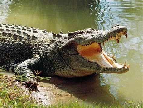 Create Meme Crocodile Alligator Nile Crocodile Xl Crested Crocodile