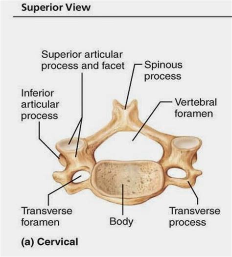 Typical Cervical Vertebrae Superior View Rwanda 24