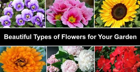 60 Types Of Flowers Huge List Of Flowers With Names And Pictures