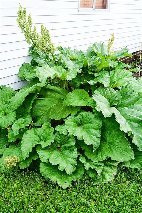 Growing Rhubarb Everything You Need To Know The Salty Pot