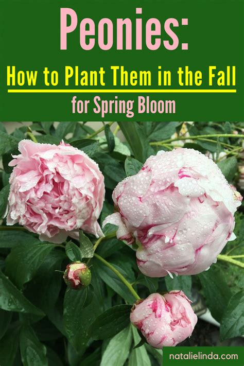 How To Plant And Care For Peonies Natalie Linda Peony Care Peony