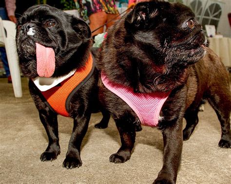 Two Pugs Tie The Knot In Lavish £2000 Dog Wedding Daily Mail Online