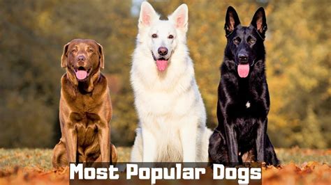 10 Most Popular Dog Breeds In The World Youtube