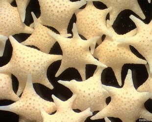 Particle size classification depth at which calcium carbonate begins to dissolve associated with submarine canyons. Biogenous Sediment - All About Marine sediments