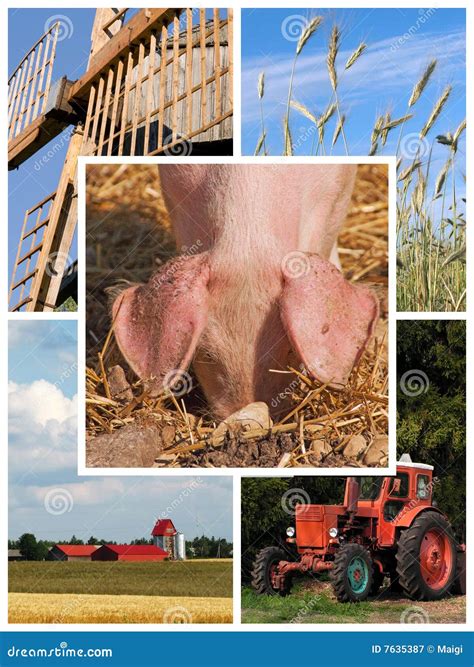 Farm Collage Stock Image Image Of Farmland Cultivation 7635387