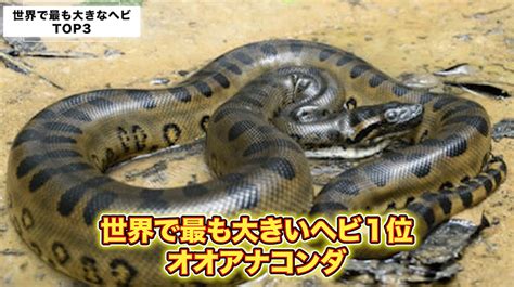 世界で最も大きなヘビ｜オオアナコンダ・アミメニシキヘビ・ビルマニシキヘビ ボールパイソン専門店 Deu Reptiles