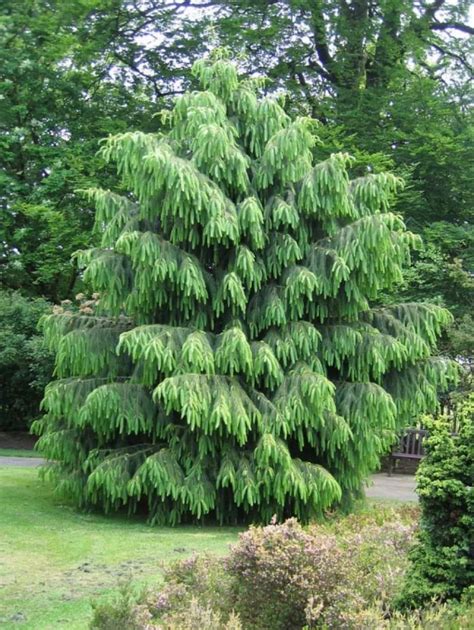Different Kinds Of Evergreen Trees Home Design Ideas