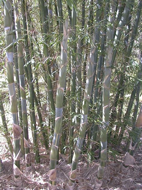 Silver Striated Bamboo Bamboo Australia Sunshine Coast