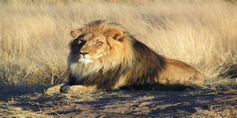 List Stuff Amazing Facts About Lion