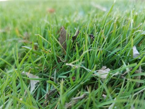 Types Of Lawn Grasses Identification