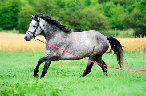 Connemara pony for sale! D-Pony | Bokt.nl