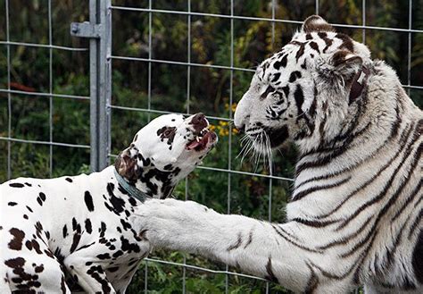 Unusual Animal Friendships That Will Melt Your Heart India