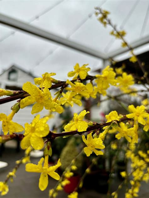 Portland Garden Center A Portland Plant Nursery Drakes 7 Dees