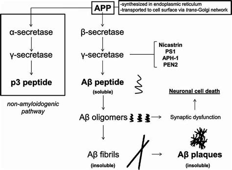 App Metabolism In Alzheimers Disease Ad Amyloid β Precursor Protein