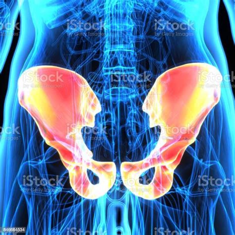 3d Illustration Of Human Body Hip Anatomy Stock Photo Download Image