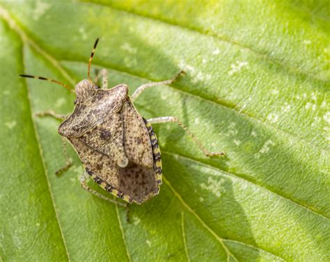 Brown Marmorated Stink Bug Free Stock Photo Public Domain Pictures
