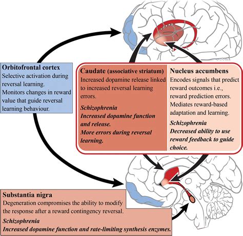 Frontiers Subcortical Dopamine And Cognition In Schizophrenia