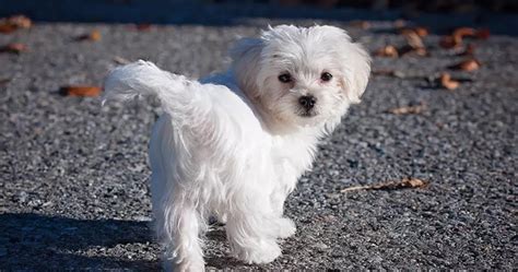 10 Best White Small Dog Breeds - The Buzz Land
