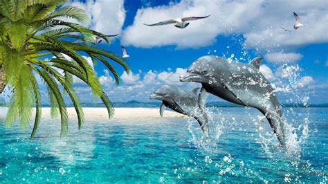 Dolphins Summer Sea Gulls Palm Desktop Wallpaper Hd For