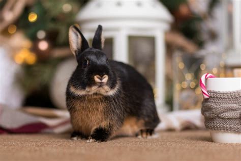 How To Celebrate A Stress Free Christmas With Rabbits Tips Zooplus