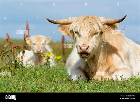 White Highland Cow Hi Res Stock Photography And Images Alamy