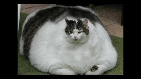 Amazing Fat Cat Photos Youtube
