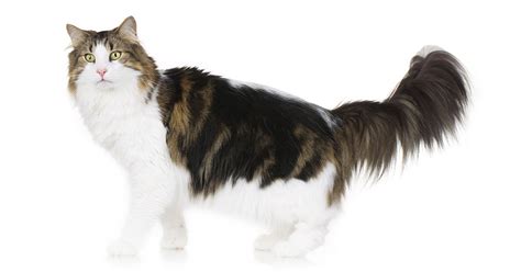 Norwegian Forest Cat Life Expectancy Personality Price
