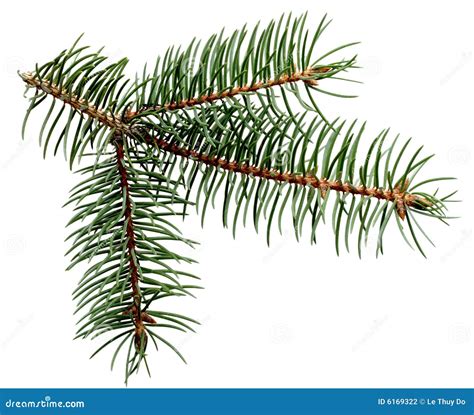 Pine Leaves Stock Photography Image 6169322