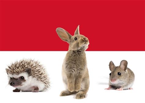 The Three National Animals Of Monaco National Animal Animals Easter Art