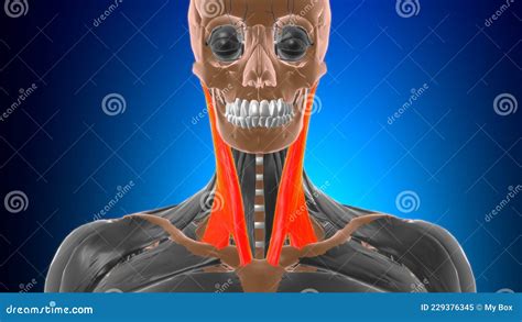 Sternocleidomastoid Muscle Anatomy For Medical Concept 3d Stock