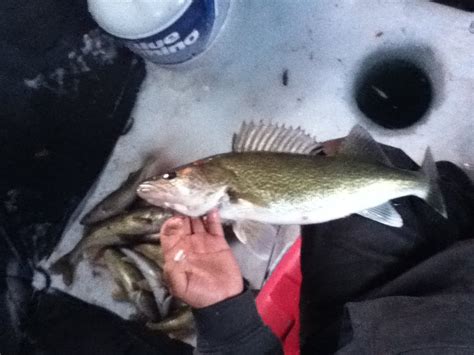 For complete fishing laws and regulations, consult the wisconsin state statutes chapter 29 or the administrative code of the department of natural resources. Lower Red Lake Ice Fishing - YouTube