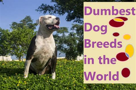 What Are The 10 Dumbest Dog Breeds