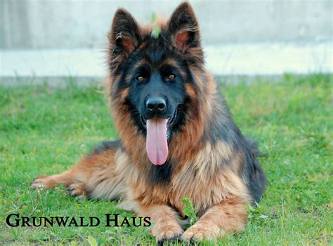 8 Week Old Long Haired German Shepherd Puppies