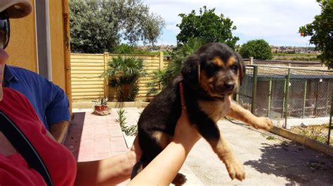 Cuccioli disponibili esenti patologie ereditarie con eccellenti riproduttori, di pastore tedesco, alta genealogia. Adotta un cane a Siracusa: Cuccioli incrocio rottweiler ...