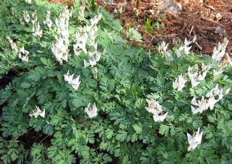 These Delicate Perennials Brighten Up The Shade From Late Winter Until