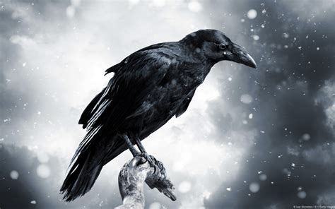 40 Raven Hd Wallpapers And Backgrounds
