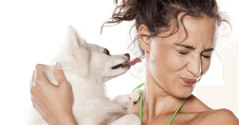 What?s REALLY Hiding Behind Your Dog?s Bad Breath? - The Dogington Post
