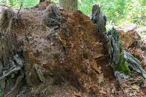 Decomposing Tree Stump Stock Photo Image Of Stump Decomposing 187894074