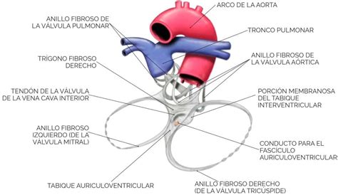 Estructura Y Capas Del Corazón Curso De Anatomia Paradigmia 💙
