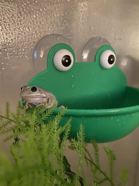My New Blue Eyed Dumpy Tree Frog “slippy” R Frog