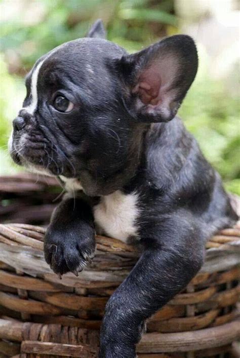 These tend to shed less overall but they still shed some of their fur in the warmer months. 38 best images about Frenchies! on Pinterest | Ontario ...