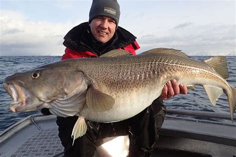 Biggest Ever Cod Caught By British Angler Sportquest
