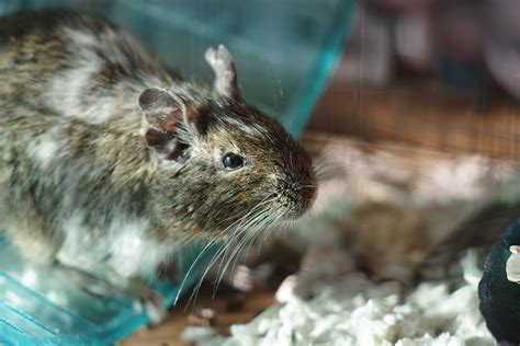 How can I tell if my degu has mites or parasites? : Degus