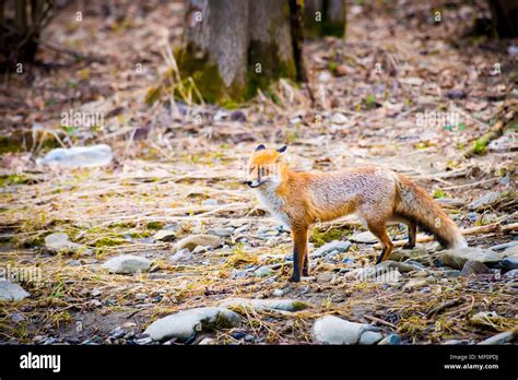 Wild Red Fox In Forest Wildlife In Natural Environment Stock Photo Alamy