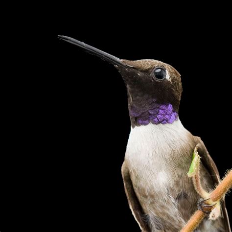 Black Chinned Hummingbird National Geographic